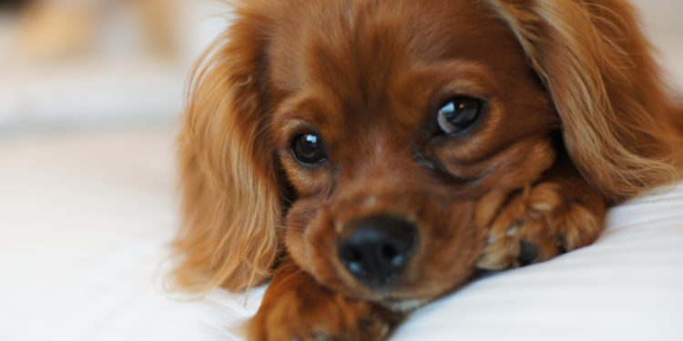 Quel est le petit chien le plus gentil ?