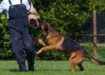 Quel est le chien le plus mordant en France ?