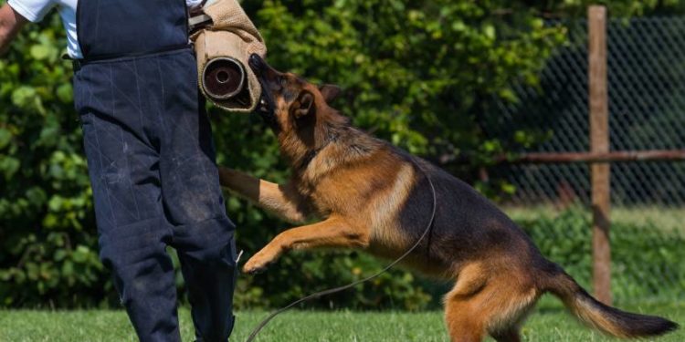 Quel est le chien le plus mordant en France ?