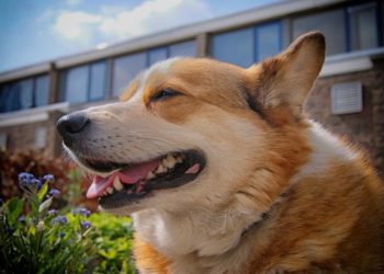 Quelle est la race de chien qui se vend le plus ?