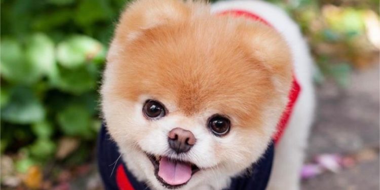 Quel est le chien à la mode ?