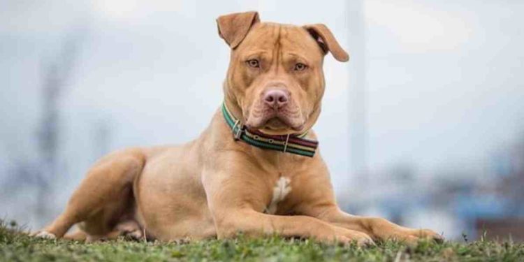 Quel est le deuxième chien le plus dangereux du monde ?