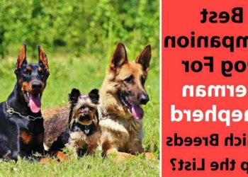 Quels sont les meilleurs chiens de compagnie ?