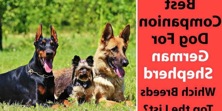 Quels sont les meilleurs chiens de compagnie ?