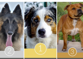 Quel est le chien préféré des Français en 2021 ?