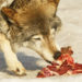 Est-ce que le loup mange les cadavres ?
