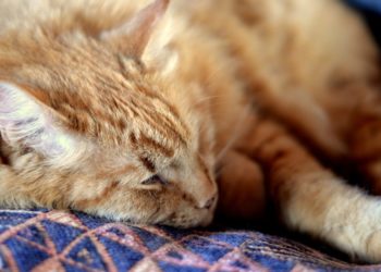 Comment meurt un chat ?