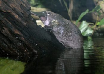 Est-ce que les ornithorynques sont des mammifères ?