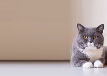 Quel budget prévoir pour un chat ?