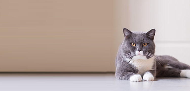 Quel budget prévoir pour un chat ?