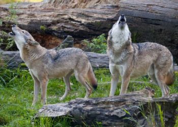 Pourquoi les loup cri ?