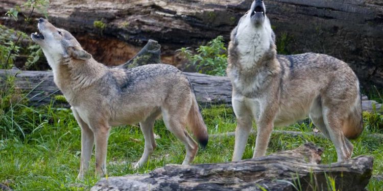 Pourquoi les loup cri ?