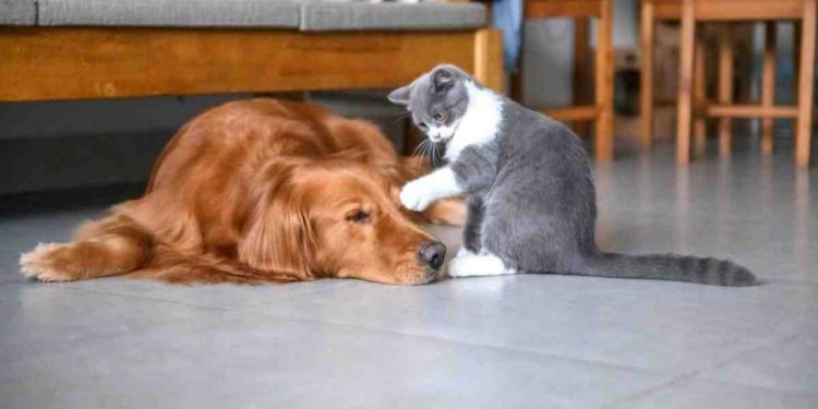 Quel animal peut tuer un crocodile ?