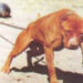 Pourquoi les pitbull sont interdit en France ?