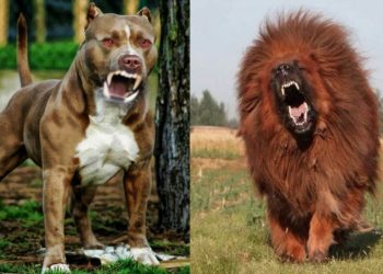 Quelles sont les races de Pitbull ?