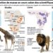 Quelles sont les extinction de masse ?