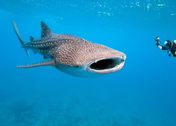 Quel est le plus grand poisson du monde ?