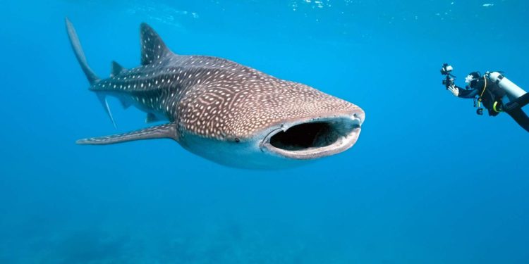 Quel est le plus grand poisson du monde ?