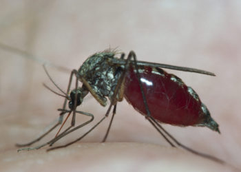 Quel est le fauve le plus dangereux ?