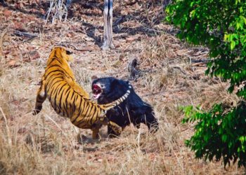 Qui est le plus fort entre un ours et un tigre ?