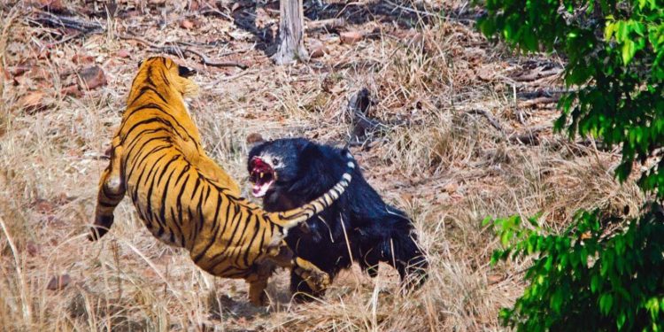 Qui est le plus fort entre un ours et un tigre ?