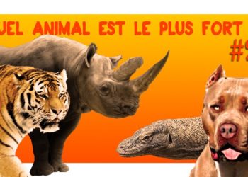 Quel tigre est le plus fort ?