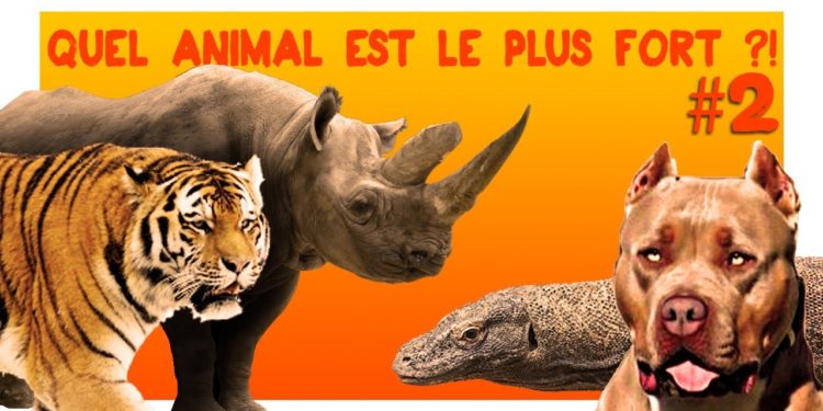 Quel tigre est le plus fort ?