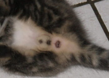 Comment est le zizi d'un chat ?