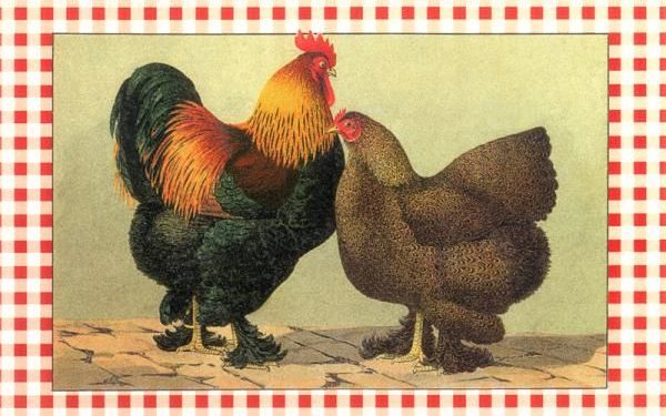 Comment déterminer l'âge d'une oie ?