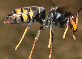 Est-ce que le frelon asiatique est mortel ?