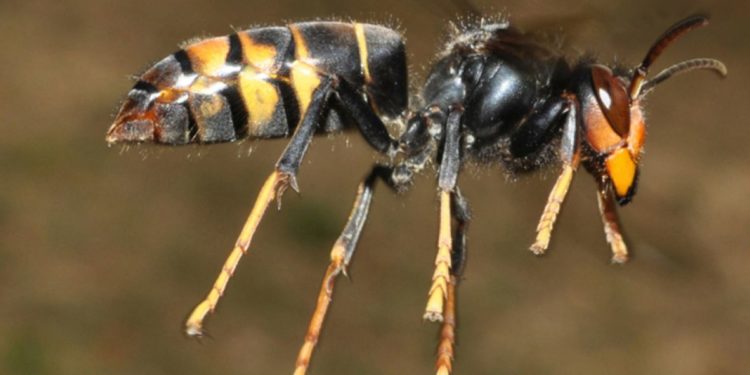 Est-ce que le frelon asiatique est mortel ?