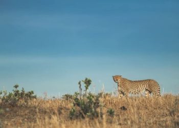 Quel est le laxatif le plus rapide ?