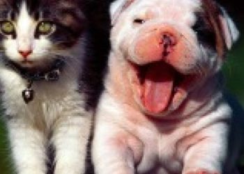 Est-ce que les hamster sont intelligents ?