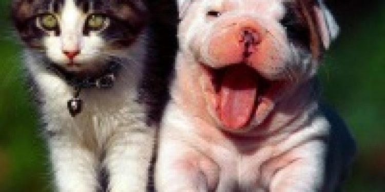 Est-ce que les hamster sont intelligents ?