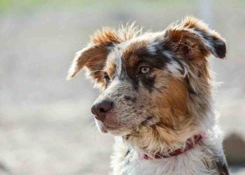 Quelle est la race de hamster la plus gentille ?