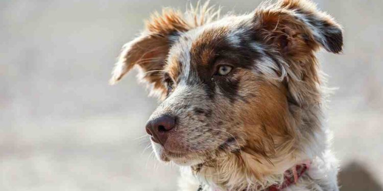 Quelle est la race de hamster la plus gentille ?