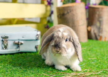 Quelles sont les races de lapin nain ?