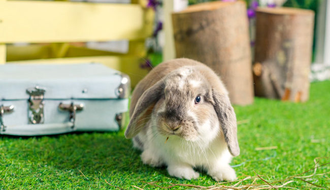 Quelles sont les races de lapin nain ?