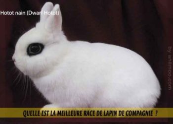 Quelle est la meilleure race de lapin nain ?