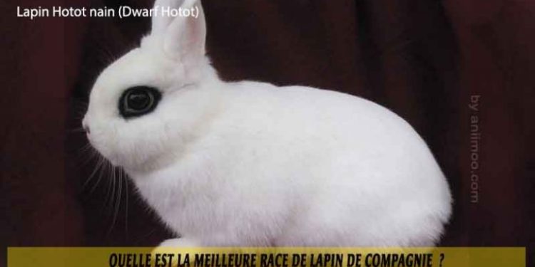 Quelle est la meilleure race de lapin nain ?