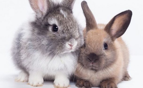 Quelle race de lapin nain choisir ?