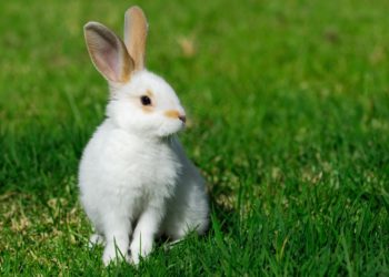 Quel est le lapin nain le plus affectueux ?