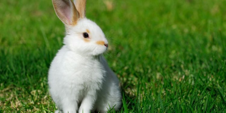 Quel est le lapin nain le plus affectueux ?