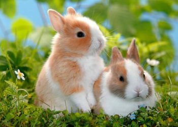 Comment vie un lapin domestique ?
