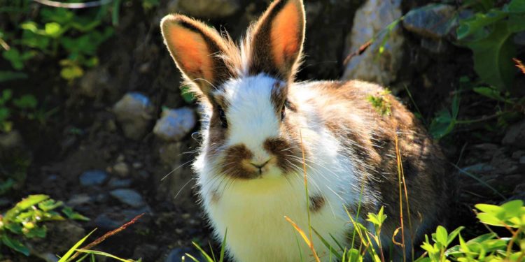 Est-ce qu'un lapin nain peut vivre seul ?