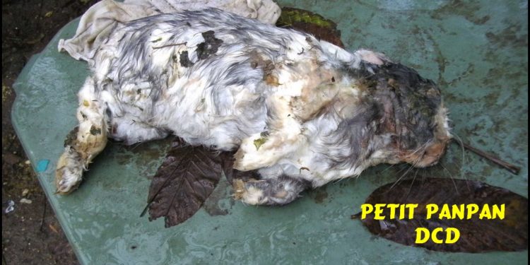 Pourquoi mon lapin nain est mort ?