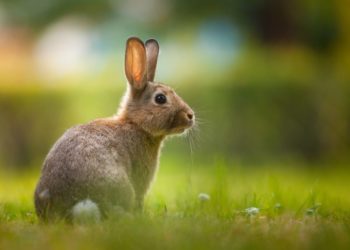 Quelle est la durée de vie d'un lapin nain ?