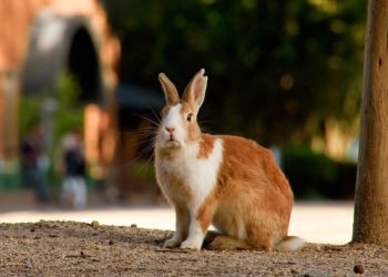 Quel est le lapin le plus vieux du monde ?