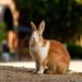 Quel est le lapin le plus vieux du monde ?