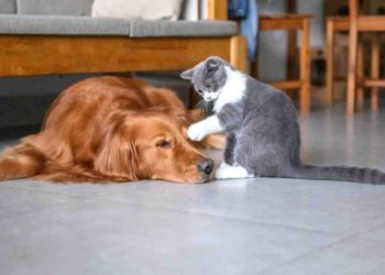 Quel animal peut tuer un tigre ?